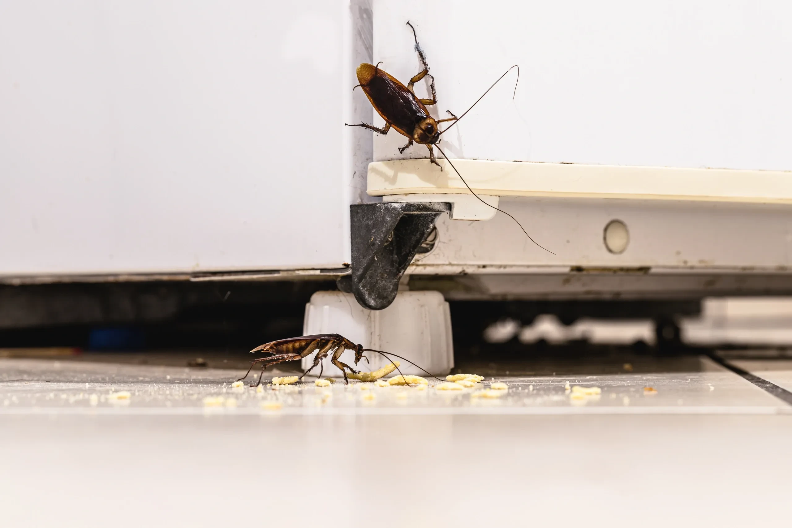 Cockroaches pest control
